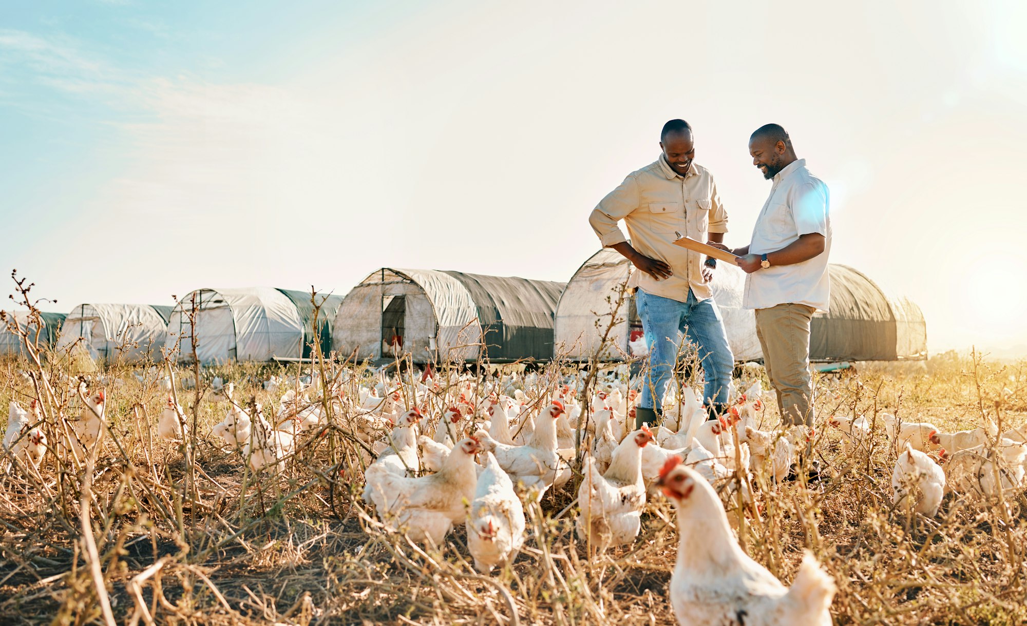 Black people, clipboard and farm with chicken in agriculture together, live stock and outdoor crops
